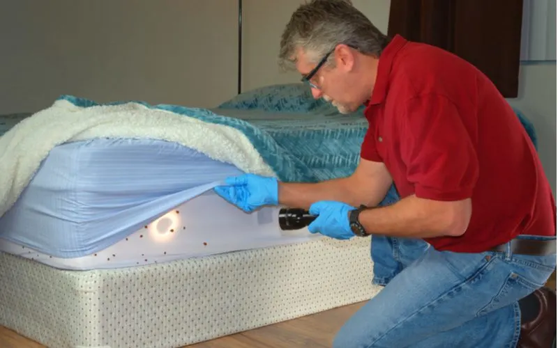 Guy who read our guide on bed bugs pictures looking for these bugs after lifting the sheet on a mattress