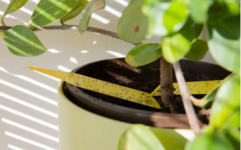 Gnats inside a house stuck to a yellow sticky paper below a house plant
