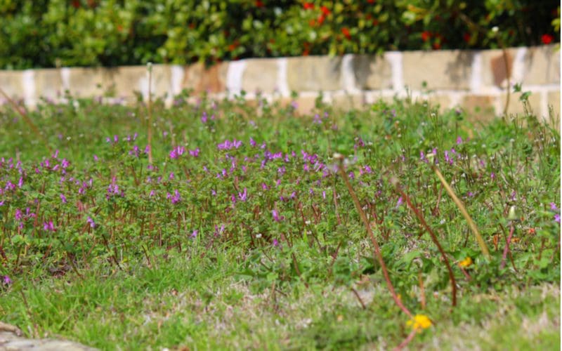 henbit weed with purple flowers sprouting up from a green lawn