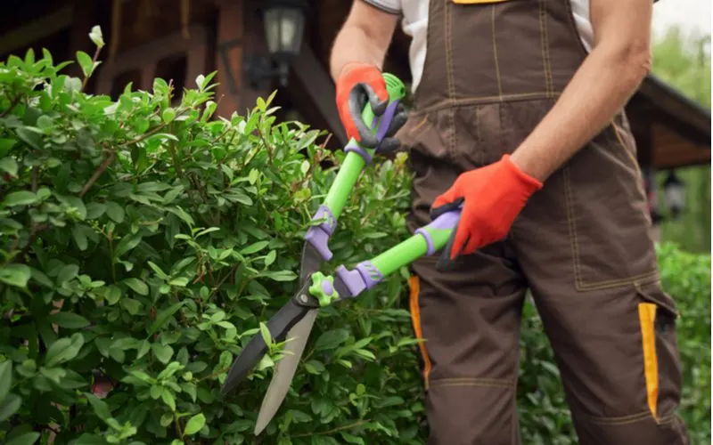 Person cutting shrubs in overalls for a piece on easy curb appeal ideas