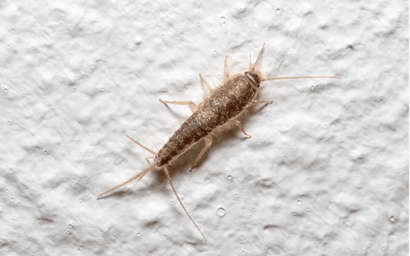 Close-up shot of a silverfish on a white wall, a common house bug often found in basements