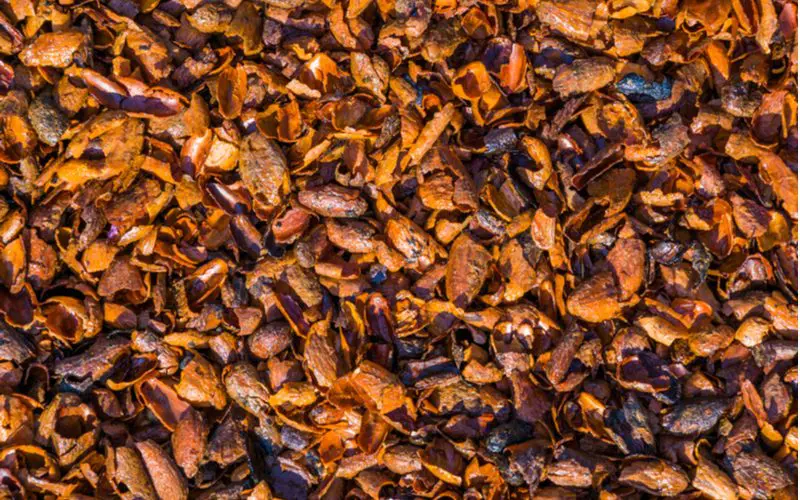 Cocoa bean shells, a mulch alternative spread across the ground