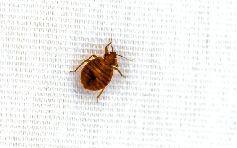 For a piece on bed bugs pictures, a close-up image of an adult bug on a linen surface
