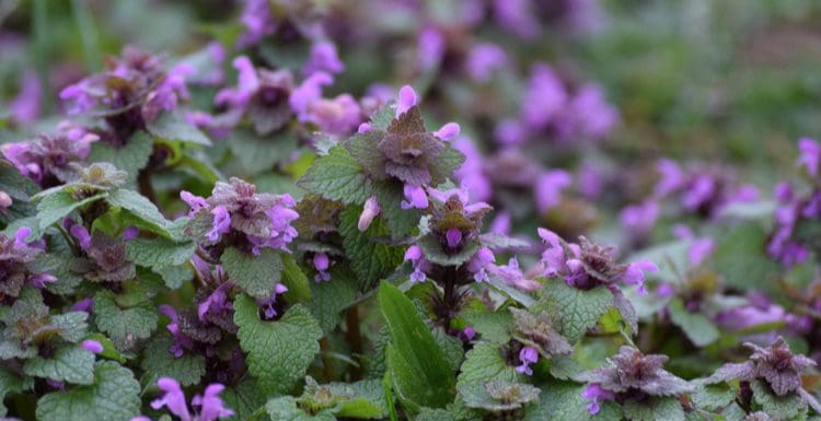 Close up shot of purple deadnettle weeds with purple flowers