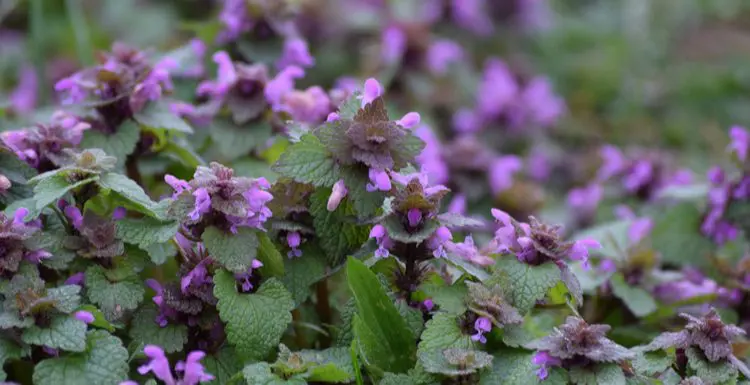 10 Most Common Types Of Weeds With Purple Flowers