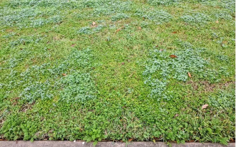 Image of a lawn overtaken by crabgrass and broadleaf for a piece on crabgrass preventer