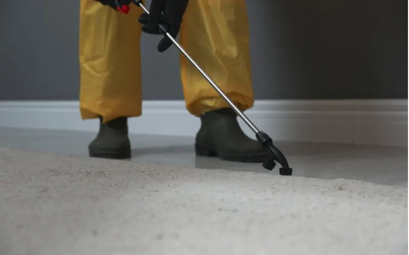 Exterminator spraying insecticide onto a carpet for a piece on how to get rid of carpet beetles