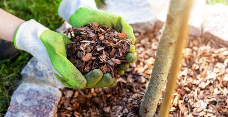 The 9 Best Mulch Alternatives for Your Home in 2022