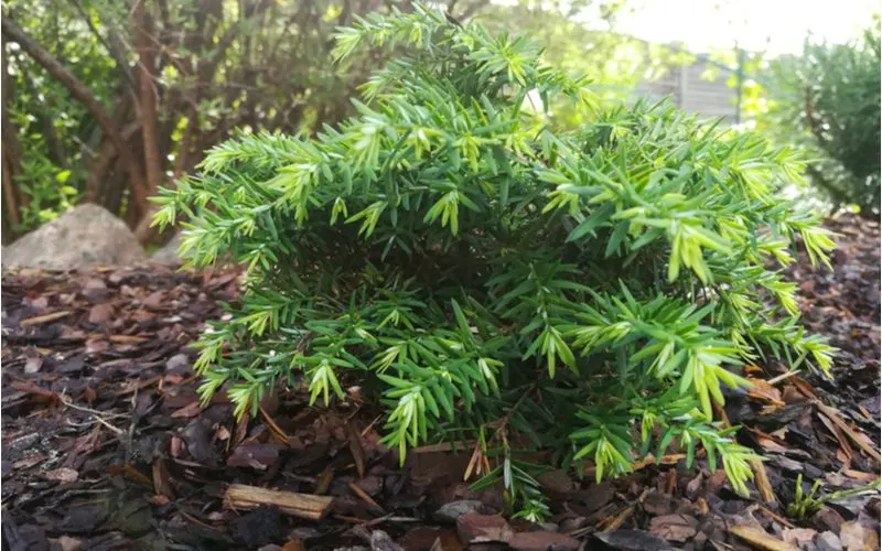 One of the best shrubs for shade, a Canadian Hemlock, sits in a mulch bed alongside other vegetation in a landscape bed