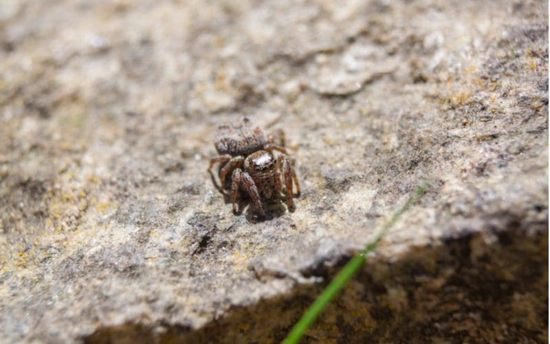 Jumping spider, another common house spider, sits on a rock outside next to a grass blade