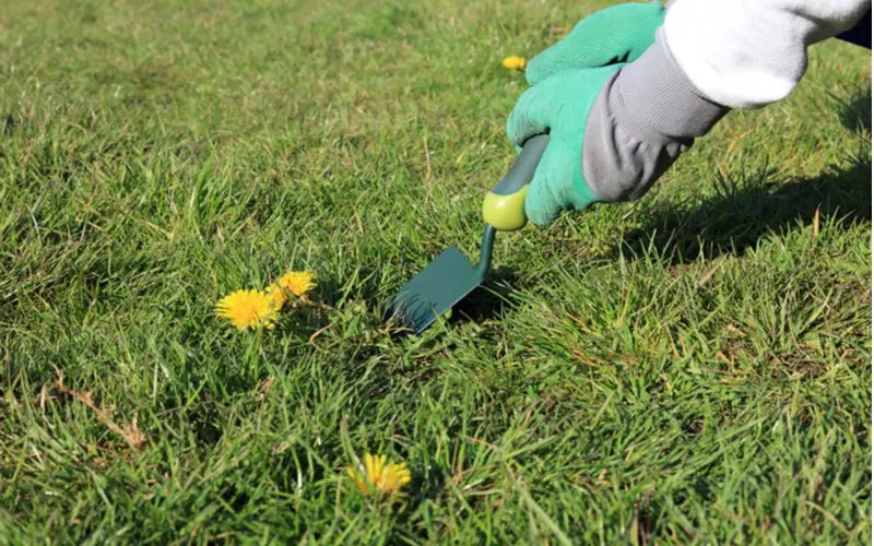 To illustrate how to get rid of dandelions, a person in gardening gloves digs up the root