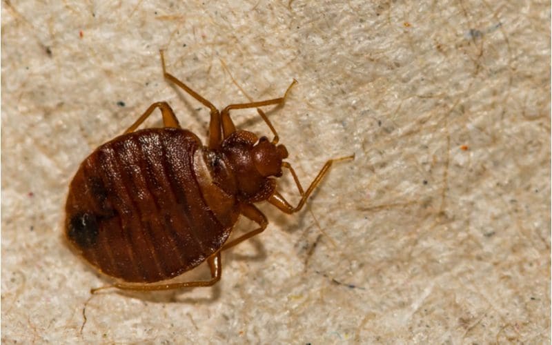 To show what bed bugs look like, such a bug crawls on a piece of carpet in a close-up picture
