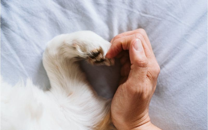 Older woman makes a heart by using her pet's paw as half and her hand as the other half on a bed