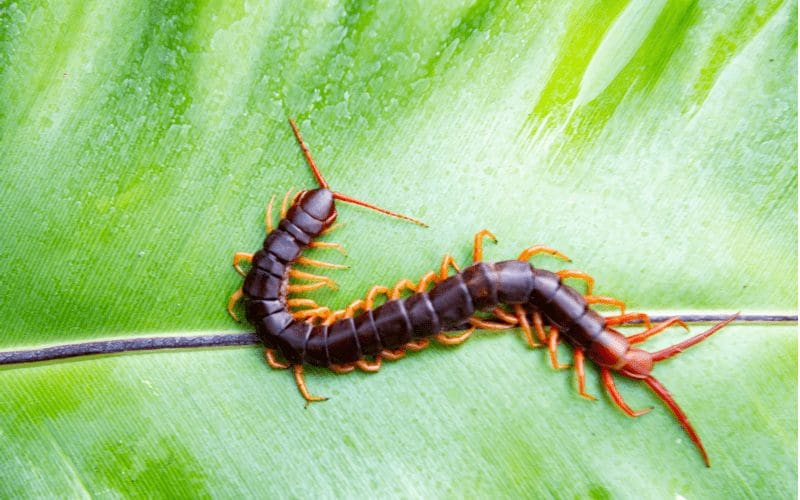 Centipede sitting on a green leaf and slithering around