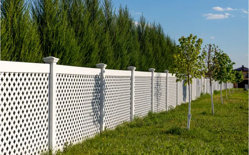 Lattice vinyl fence next to pine trees and newly-planted hardwood trees