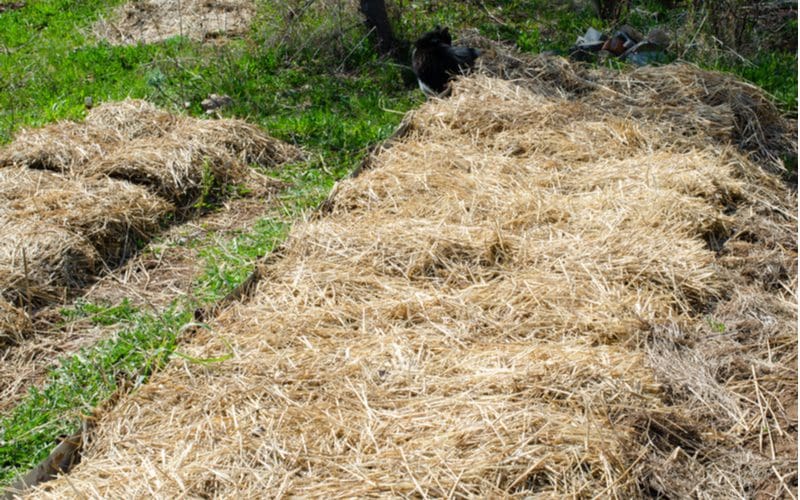 Straw mulch on a landscaping bed next to green grass