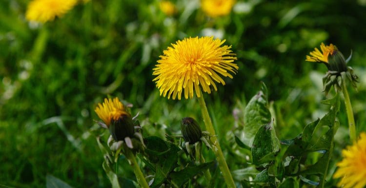Featured image for a piece on how to get rid of dandelions showing a close-up of a yellow weed in a lawn