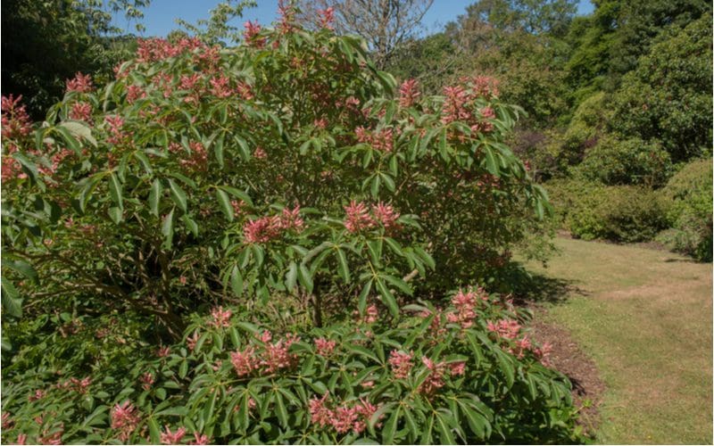 Red buckeye shrub for shade sits in a yard next to a bunch of evergreen plants