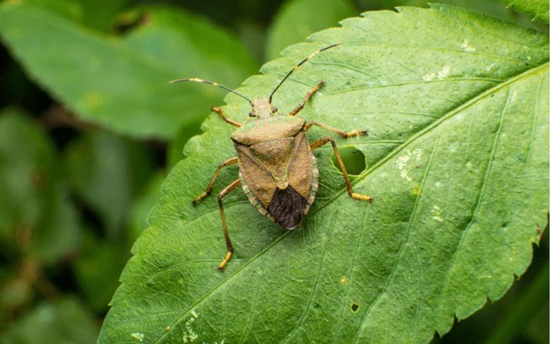 Stink bug sitting on a leaf as an example of a house bug