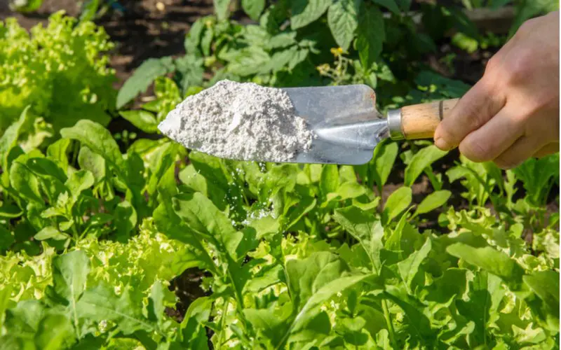 Diatomaceous Earth scooped on a metal and wood shovel outdoors