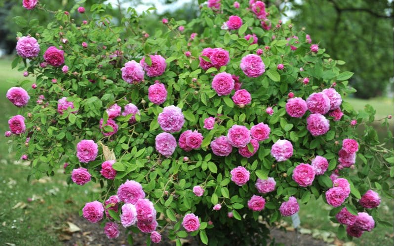 Gorgeous centifolia type of rose in the ground with many purple blooms