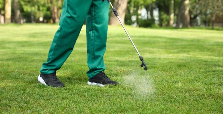 Featured image for a piece on the best time to apply 2-4-d on a lawn showing the legs of a person in green pants spraying something onto a lawn from a sprayer