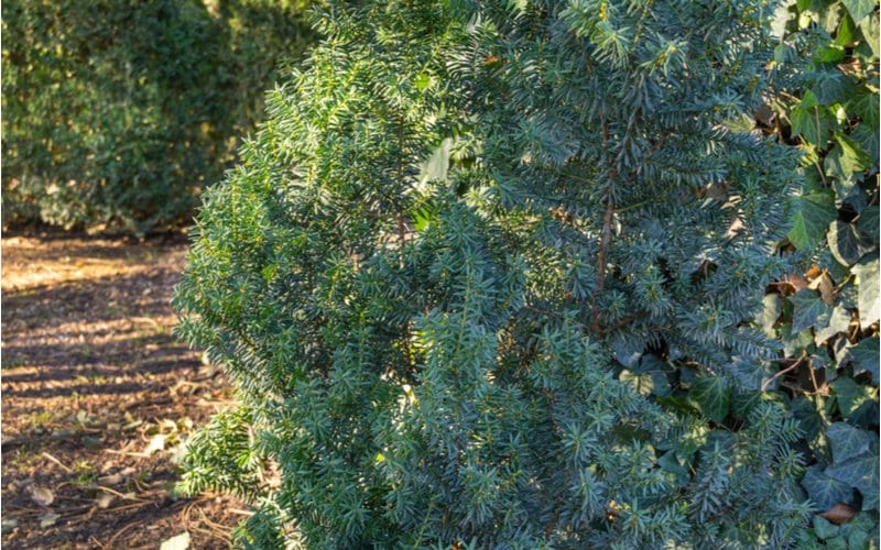 Close up shot of a Anglojap yew shading a mulch garden with evergreen leaves scattered about