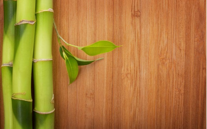 To help answer what is bamboo flooring, stalks of the plant sit above a brown wooden bamboo floor