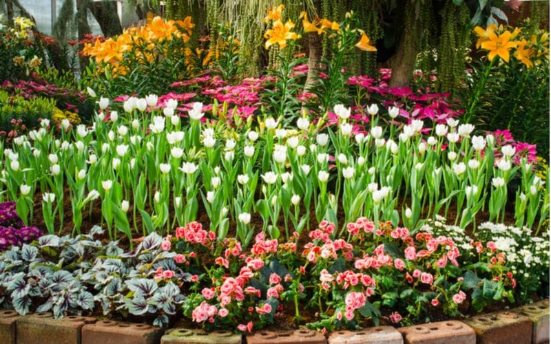 Thai-style Tulip garden landscaping idea