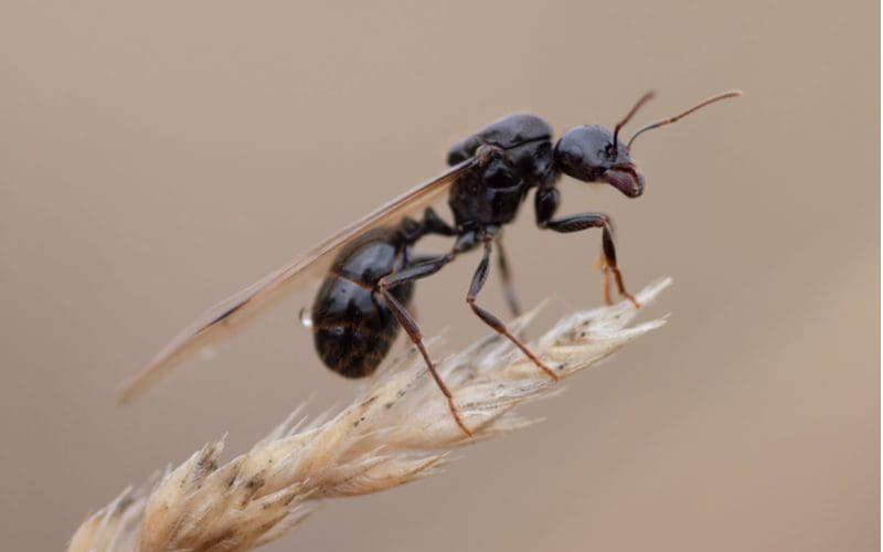 Close-up image of a flying ant sitting on the end of a piece of wheat