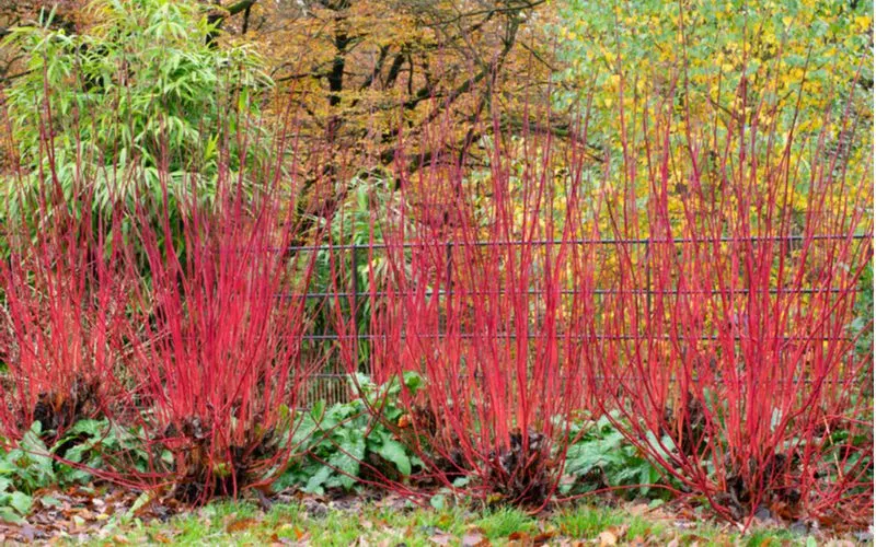Siberian Dogwood shrub with red stems burst red in Autumn with leaves in the background