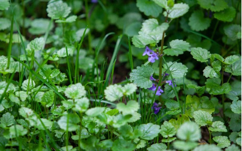 For a piece on how to get rid of purple flowers, Glechoma hederacea is an aromatic creeper of the mint fam. Lamiaceae. It is commonly known as ground-ivy, gill-over-the-ground, creeping charlie, alehoof, tunhoof, catsfoot, field balm, run-away-robin