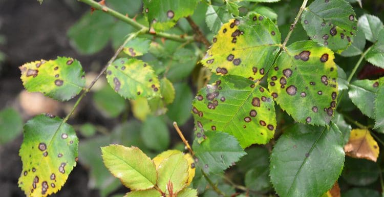 Yellow leaves on roses with fungal spots and a few green leaves in the mix