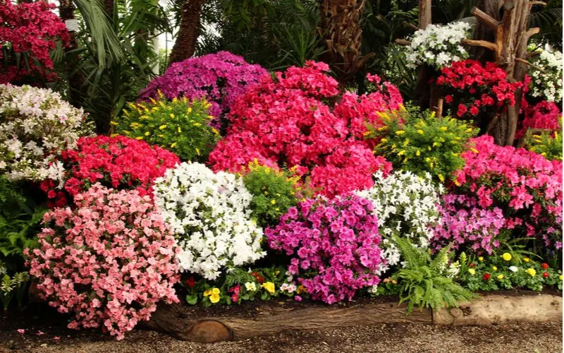 Azalea bushes in various shades of pink and purple as shrubs for shade on a back patio or in landscaping beds