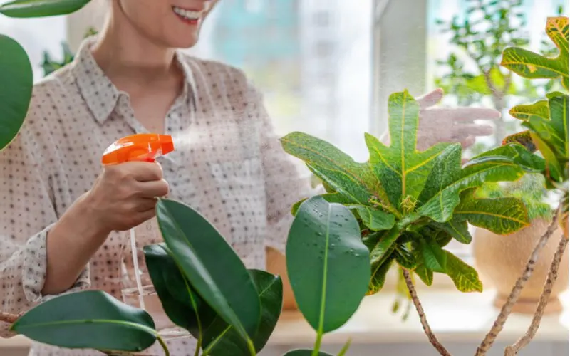 Woman spraying a plant-friendly mixture to get rid of gnats in house