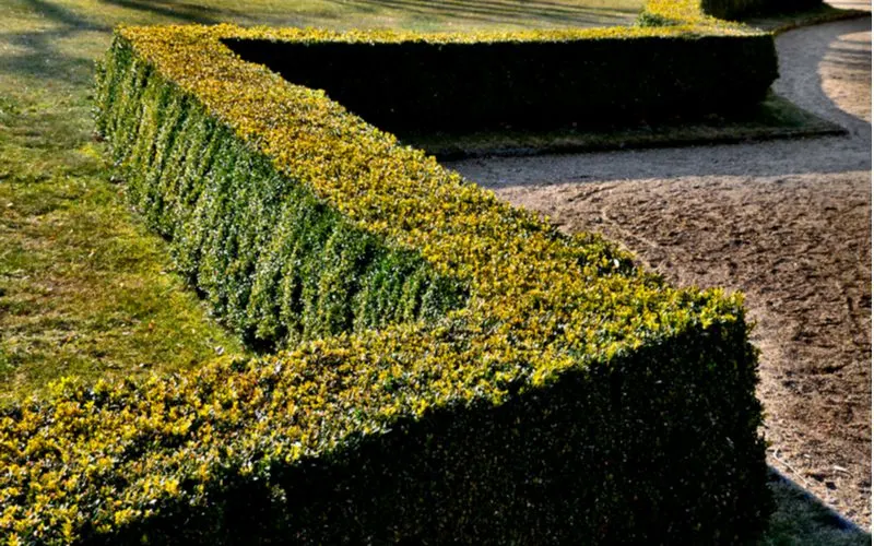 As an image for a piece on privacy plants, a boxwood cut into a green hedge fence