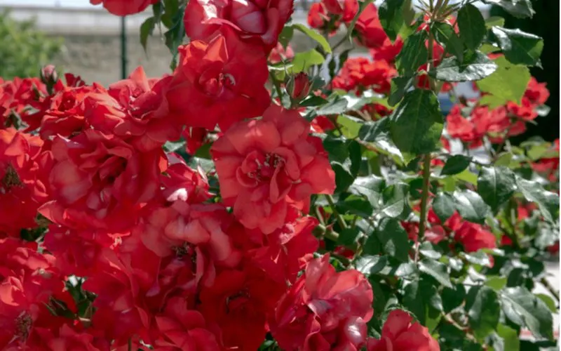 Gallica rose with vibrant red petals blooming