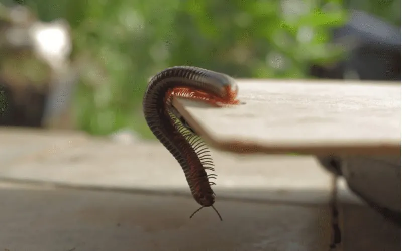 Extreme close up shot of a millipede, a house bug, hanging from a wooden plank