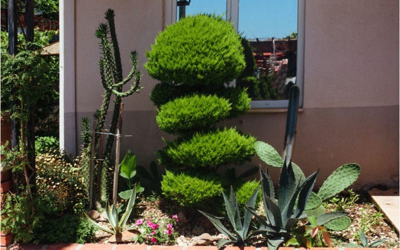 Decorative garden bed with agave and cactus and a bonsai tree