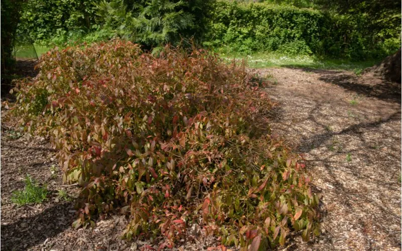 VIrginia sweetspire shrub is planted next to a highly trafficked footpath t provide shade for walkers