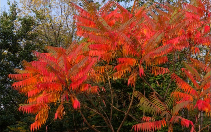 Tropical looking Sumac shrub that shades a yard with its red orange and yellow leaves