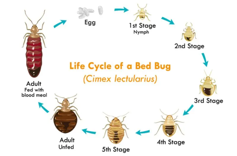 Bed bugs picture of various stages of the life cycle