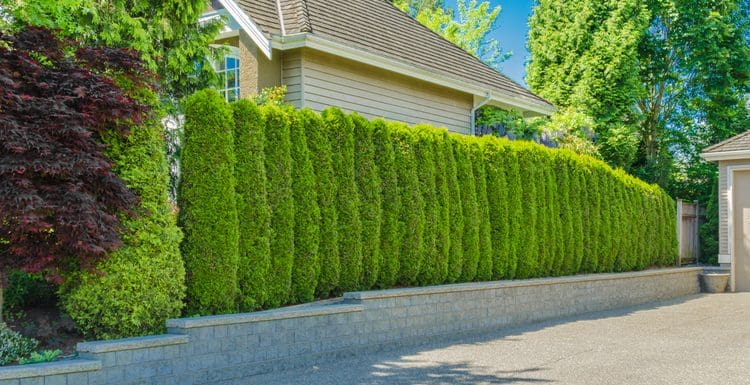 Green fence made of privacy plants behind a retaining wall on a driveway