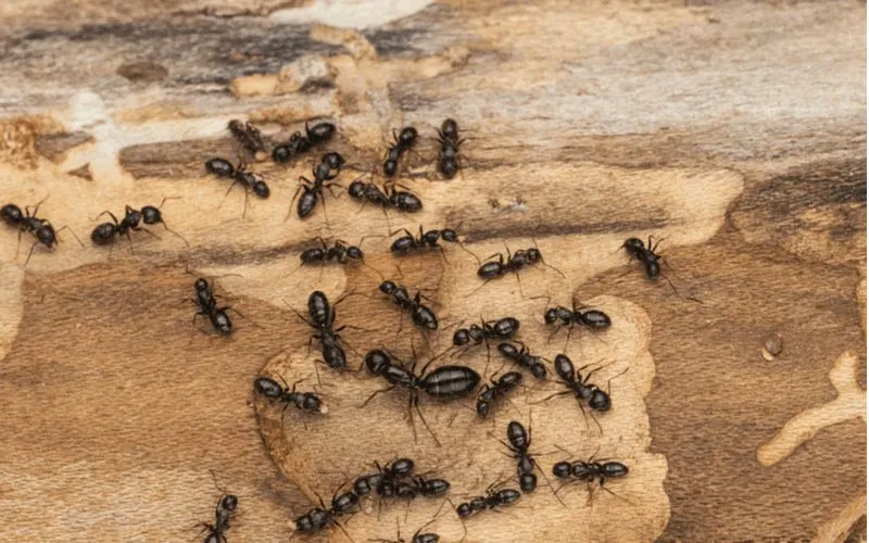 Colony of carpenter ants crawling on a pine bark piece under a tree