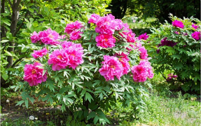 Tree peony, one of the best shrubs for shade, sits in a forest with beautiful purple flowers