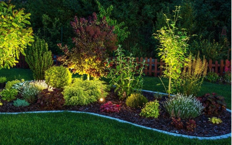 Landscape lighting with uplights in a landscape bed with boxwoods and ornamental grasses