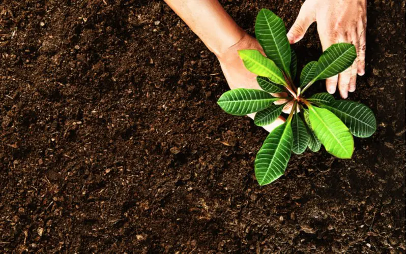 Image of a plant growing from a hand above a bunch of soil for a piece on top soil cost