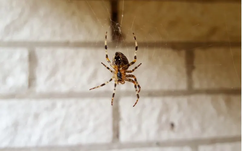 American House Spider dangling from a web outside a home's brick foundation