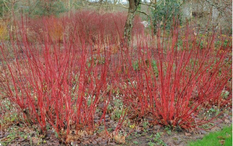 Red twig dogwood plant in a deep hue of red with big sticks growing up from the ground on a bare Autumn day