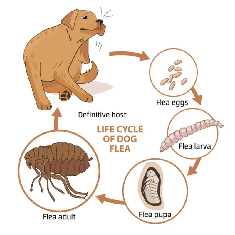 To help answer what fleas look like, a graph showing the life cycle of a flea from egg to adult